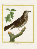 Martinet Buffon Original Antique Prints Calandrotte - Panteek Antique Prints