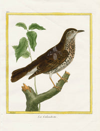 Martinet Buffon Original Antique Prints Calandrotte - Panteek Antique Prints