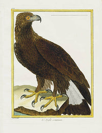 Martinet Buffon Original Antique Prints Eagle - Panteek Antique Prints