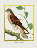 Martinet Buffon Original Antique Prints Emerillon - Panteek Antique Prints