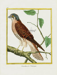 Martinet Buffon Original Antique Prints Emerillon - Panteek Antique Prints