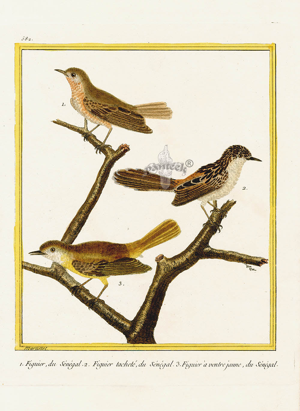 Martinet Buffon Original Antique Prints Figuier