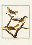 Martinet Buffon Original Antique Prints Figuier - Panteek Antique Prints