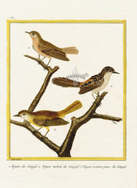 Martinet Buffon Original Antique Prints Figuier - Panteek Antique Prints