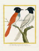 Martinet Buffon Original Antique Prints Flycatcher - Panteek Antique Prints