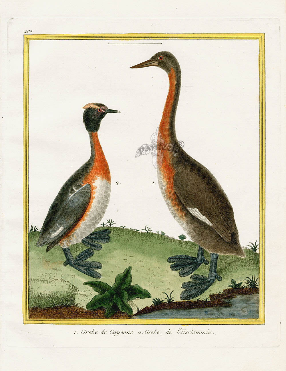 Martinet Buffon Original Antique Prints Grebes