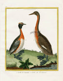 Martinet Buffon Original Antique Prints Grebes - Panteek Antique Prints