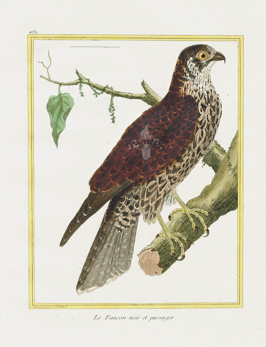 Martinet Buffon Original Antique Prints Hawk