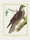 Martinet Buffon Original Antique Prints Hawk - Panteek Antique Prints