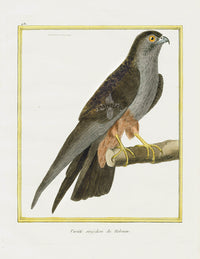 Martinet Buffon Original Antique Prints Hobreau - Panteek Antique Prints