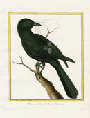 Martinet Buffon Original Antique Prints Jackdaw - Panteek Antique Prints