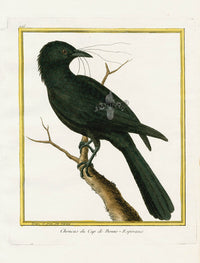 Martinet Buffon Original Antique Prints Jackdaw - Panteek Antique Prints