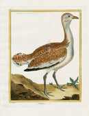 Martinet Buffon Original Antique Prints L'Outarde - Panteek Antique Prints