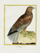 Martinet Buffon Original Antique Prints La Harpaye - Panteek Antique Prints