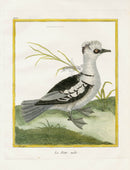 Martinet Buffon Original Antique Prints La Piette - Panteek Antique Prints