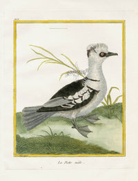 Martinet Buffon Original Antique Prints La Piette - Panteek Antique Prints