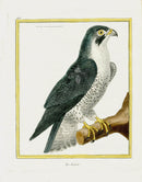 Martinet Buffon Original Antique Prints Le Lanier - Panteek Antique Prints