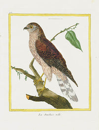 Martinet Buffon Original Antique Prints Le Sousbuse - Panteek Antique Prints