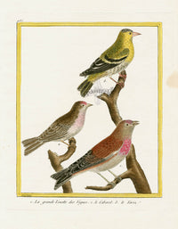 Martinet Buffon Original Antique Prints Linnet - Panteek Antique Prints