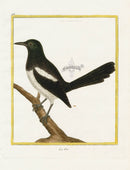 Martinet Buffon Original Antique Prints Magpie - Panteek Antique Prints