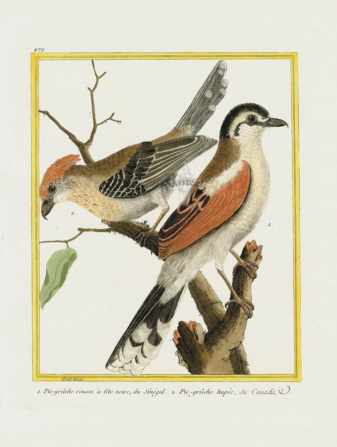 Martinet Buffon Original Antique Prints Pie-Grieche