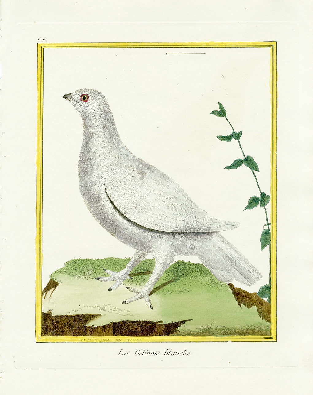 Martinet Buffon Original Antique Prints Ptarmigan