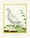 Martinet Buffon Original Antique Prints Ptarmigan - Panteek Antique Prints