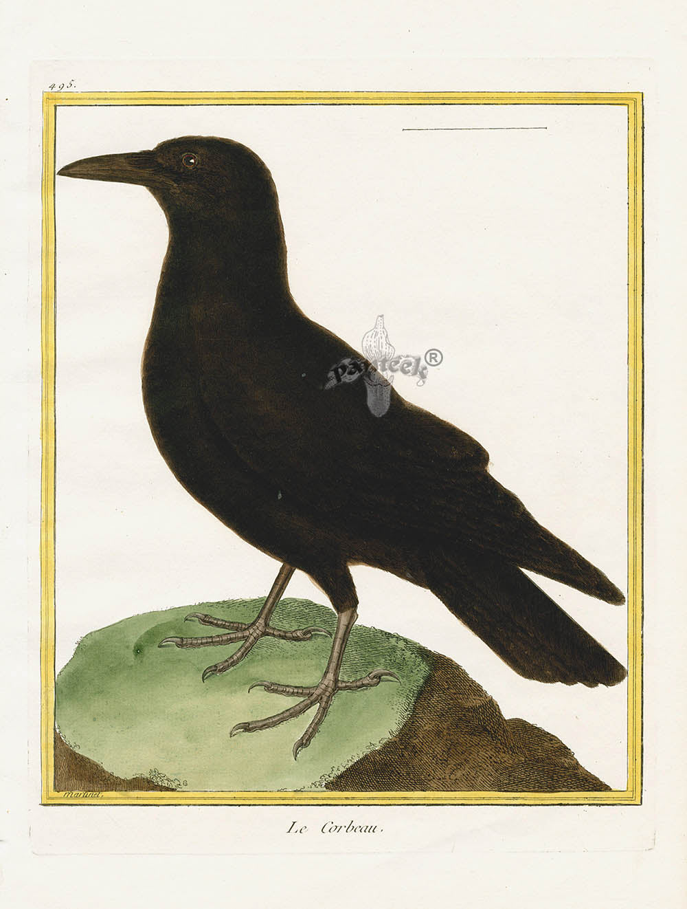 Martinet Buffon Original Antique Prints Raven