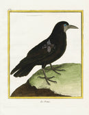 Martinet Buffon Original Antique Prints Rook - Panteek Antique Prints