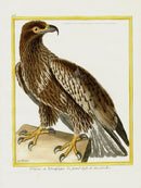 Martinet Buffon Original Antique Prints Sea Eagle - Panteek Antique Prints