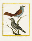 Martinet Buffon Original Antique Prints Shrikes - Panteek Antique Prints