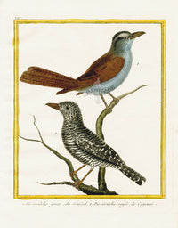 Martinet Buffon Original Antique Prints Shrikes - Panteek Antique Prints