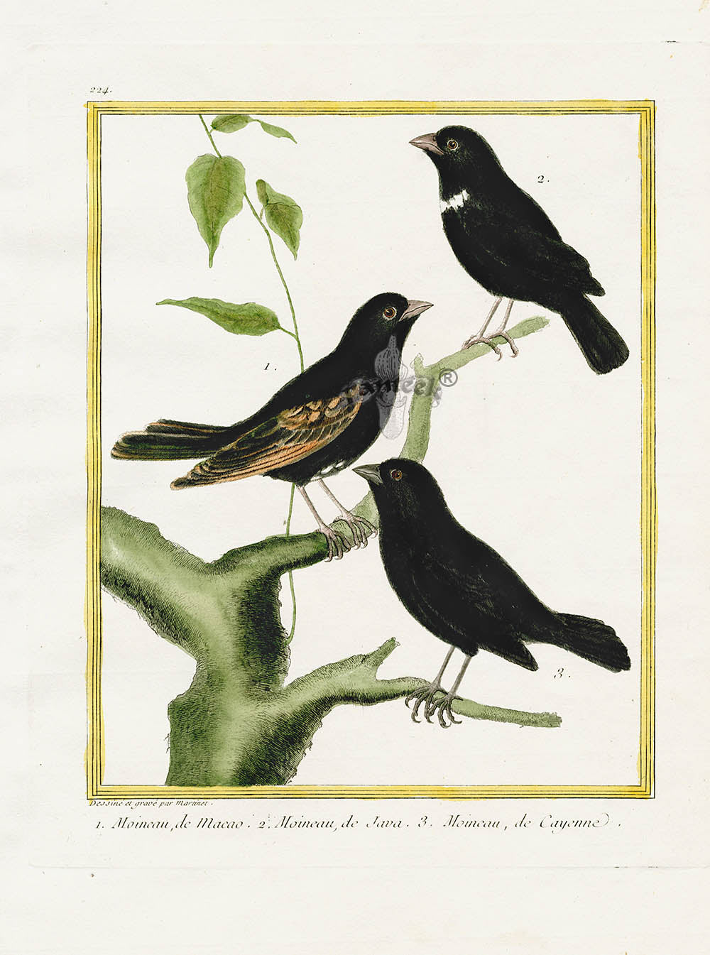 Martinet Buffon Original Antique Prints Sparrows