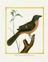 Martinet Buffon Original Antique Prints Tangara - Panteek Antique Prints