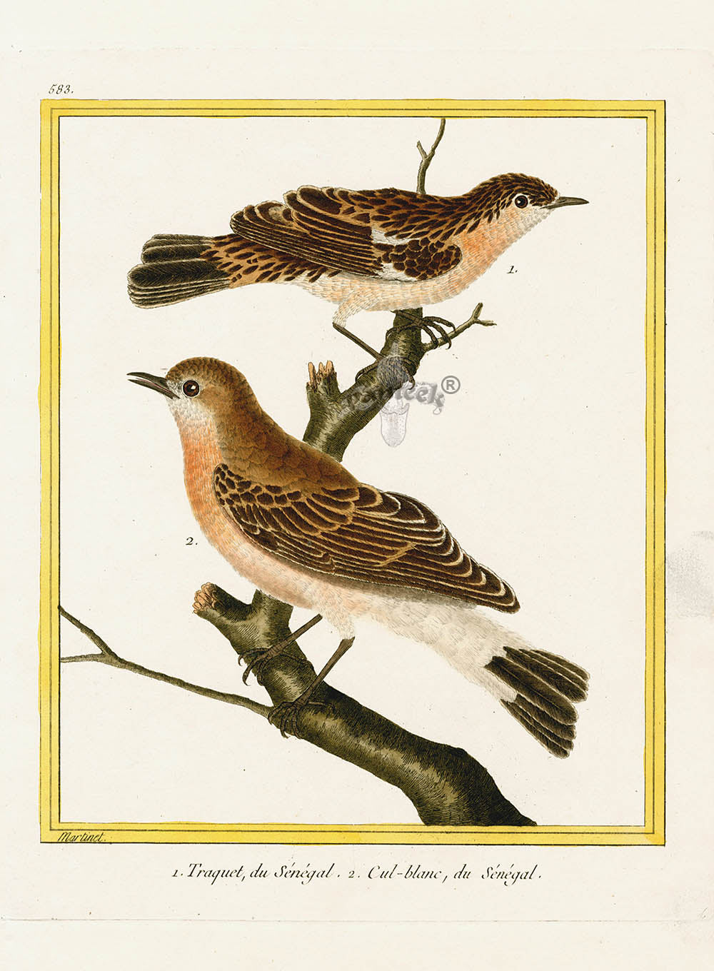 Martinet Buffon Original Antique Prints Traquet