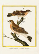 Martinet Buffon Original Antique Prints Traquet - Panteek Antique Prints