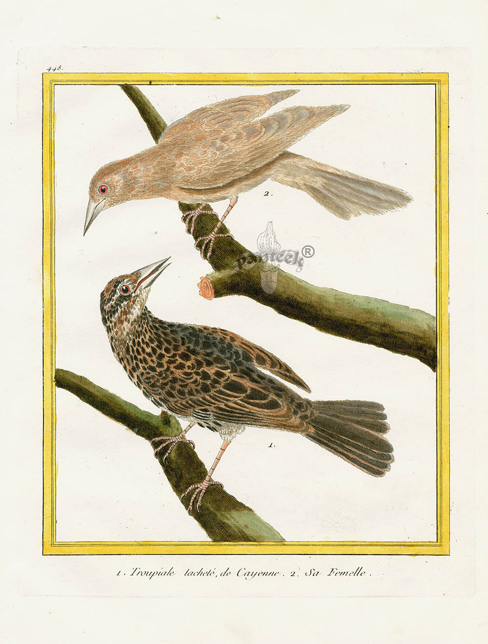 Martinet Buffon Original Antique Prints Troupiale