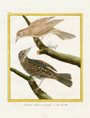 Martinet Buffon Original Antique Prints Troupiale - Panteek Antique Prints