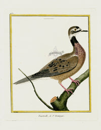 Martinet Buffon Original Antique Prints Turtledove - Panteek Antique Prints