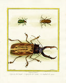 Martinet Buffon Original Prints 1770 Capricornes Beetles - Panteek Antique Prints