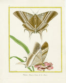 Martinet Buffon Original Prints 1770 Chauve-Souris Moth China - Panteek Antique Prints