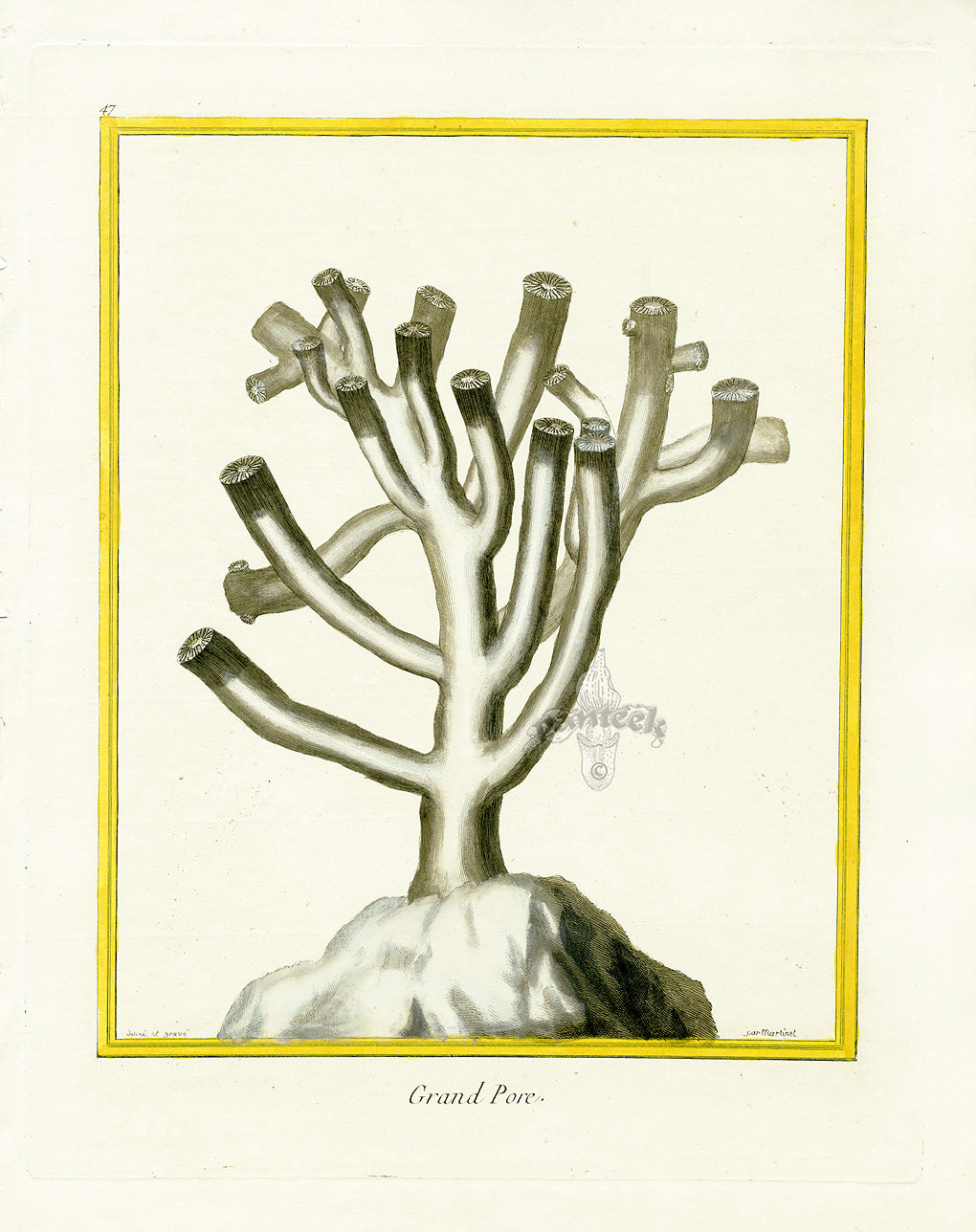 Martinet Buffon Original Prints 1770 Grand Pore