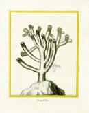 Martinet Buffon Original Prints 1770 Grand Pore - Panteek Antique Prints