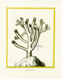 Martinet Buffon Original Prints 1770 Grand Pore - Panteek Antique Prints