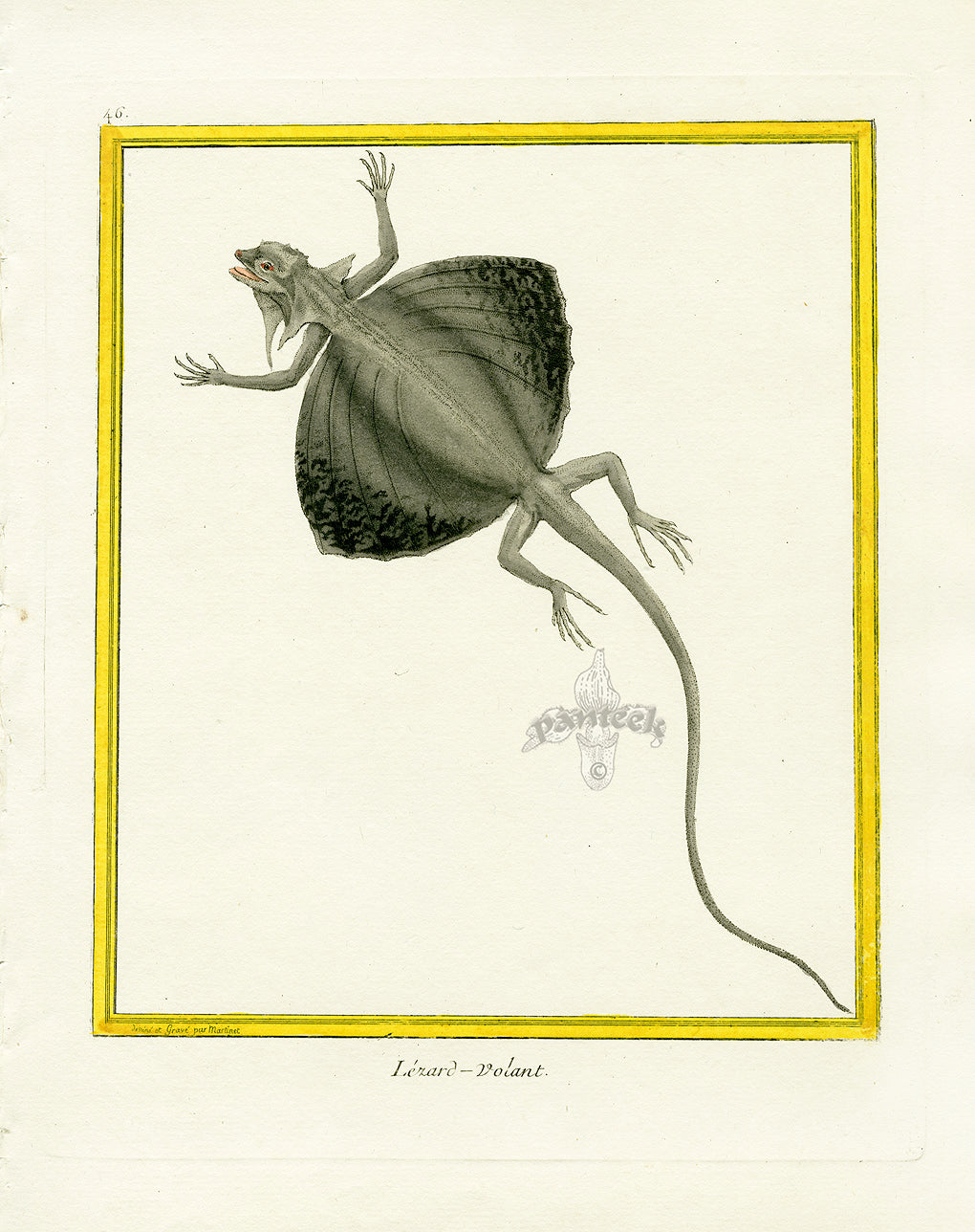 Martinet Buffon Original Prints 1770 Lezard-volant Lizard