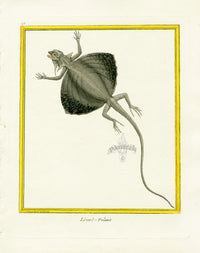 Martinet Buffon Original Prints 1770 Lezard-volant Lizard - Panteek Antique Prints