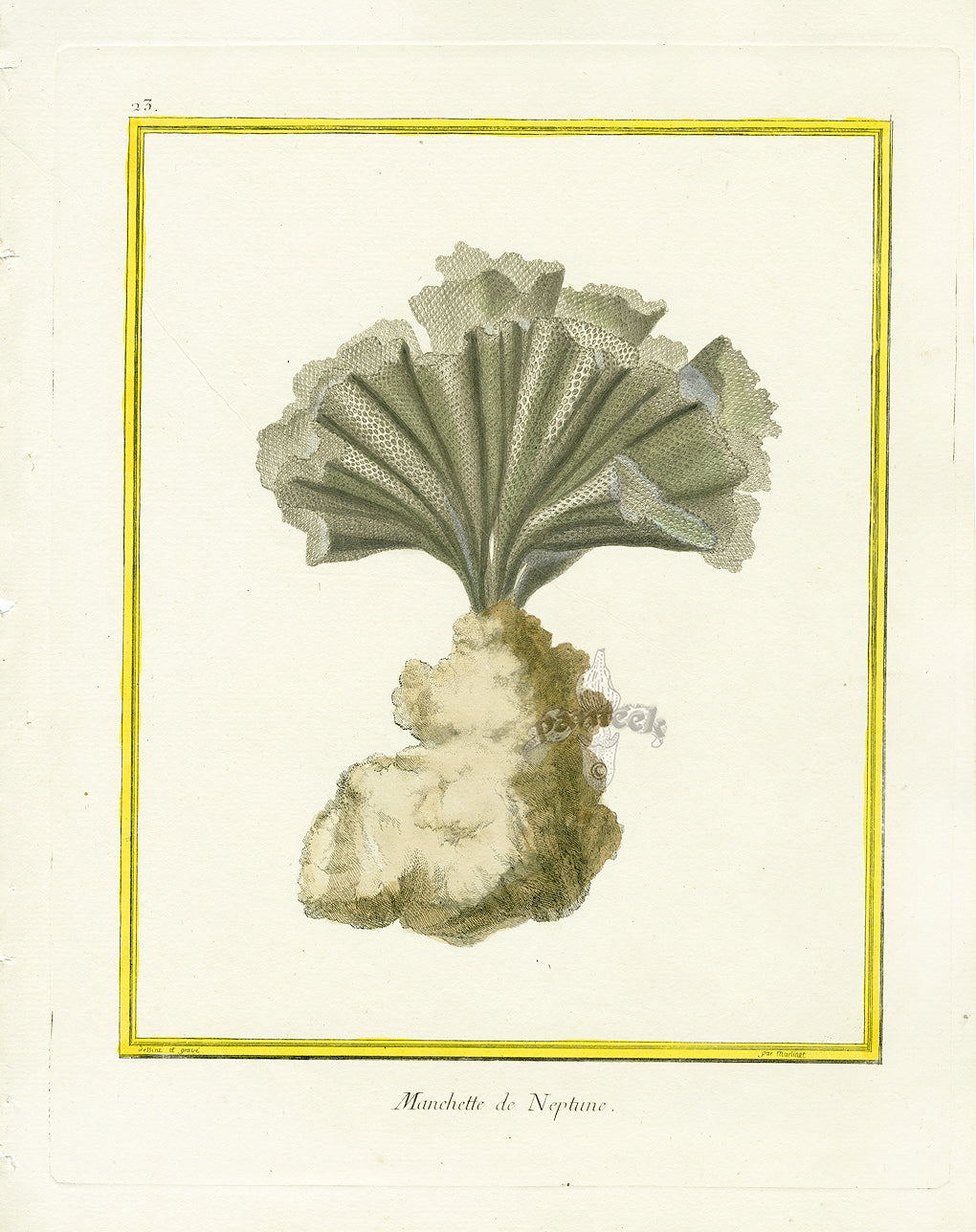 Martinet Buffon Original Prints 1770 Manchette de Neptune