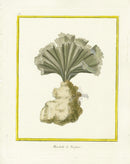 Martinet Buffon Original Prints 1770 Manchette de Neptune - Panteek Antique Prints