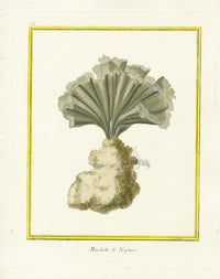 Martinet Buffon Original Prints 1770 Manchette de Neptune - Panteek Antique Prints