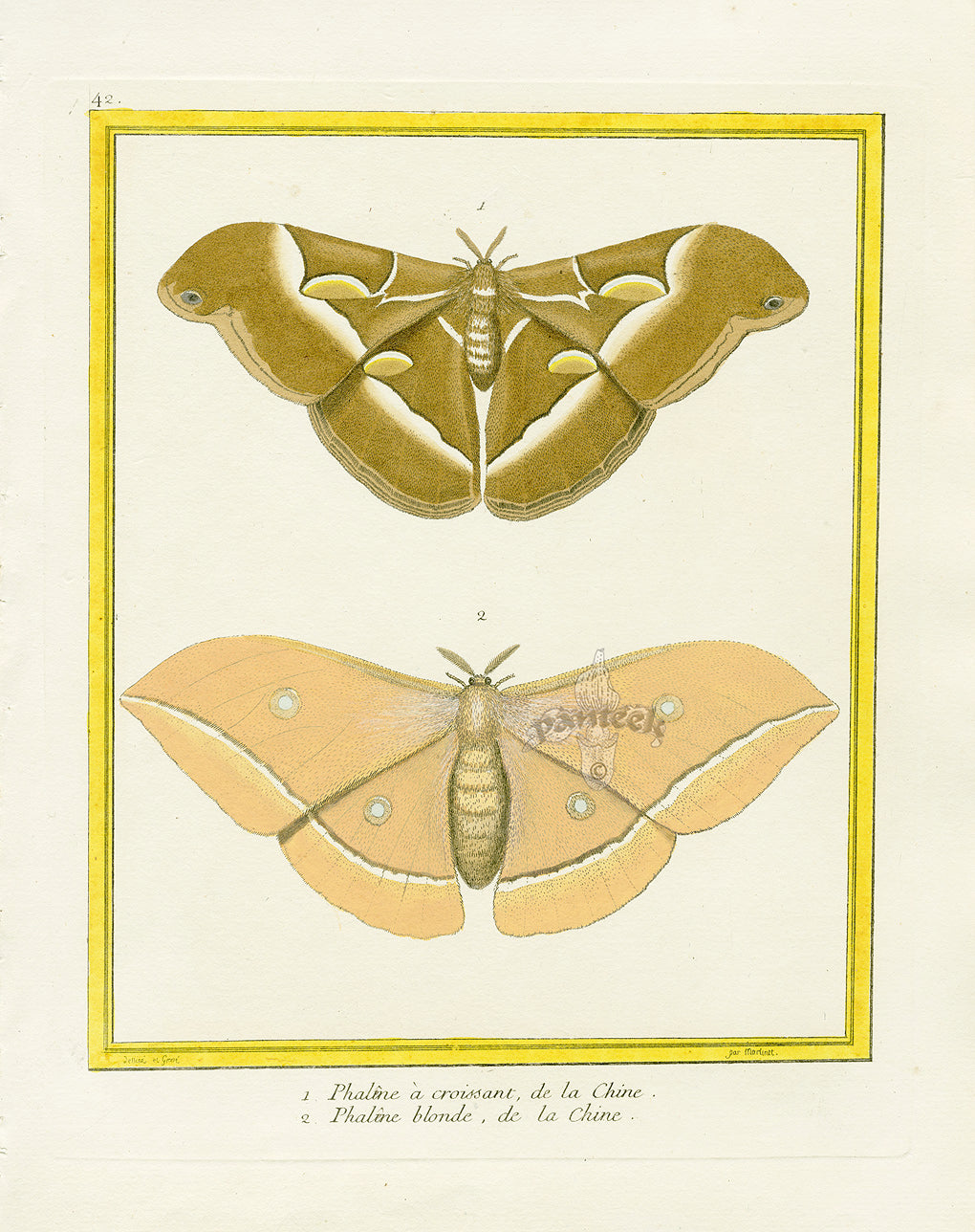 Martinet Buffon Original Prints 1770 Phalene a croissant Moth China